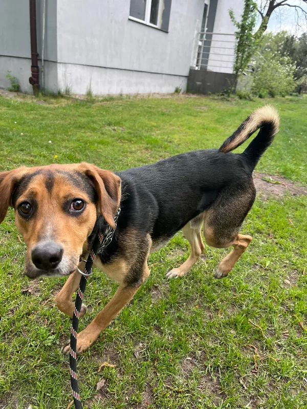 Pies do adopcji, Włocławek, 20 kwietnia 2025 (2/3)