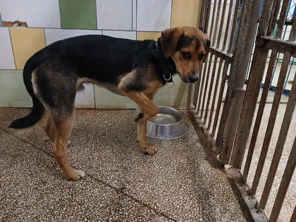 Pies do adopcji, Włocławek, 20 kwietnia 2025 (3/3)