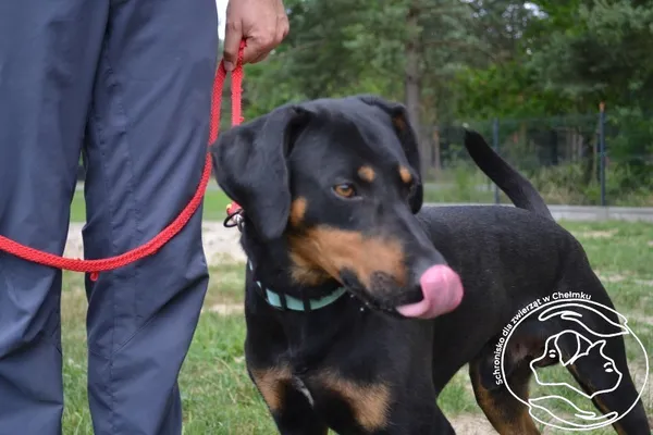 Pies do adopcji, Chełmek, 22 kwietnia 2025