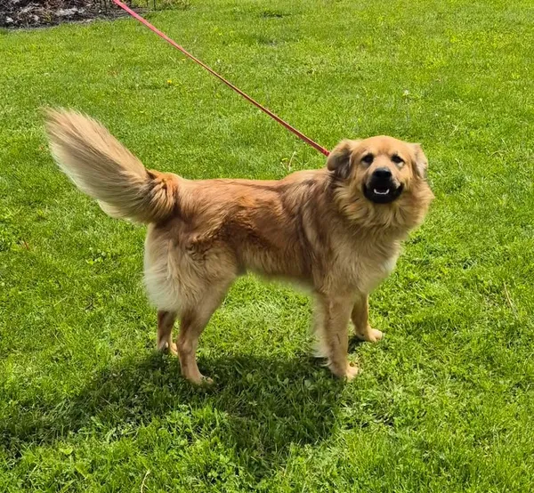 Znaleziono psa, Lublin, 23 kwietnia 2025