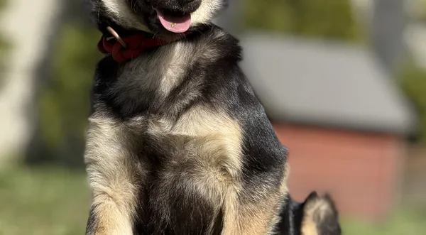 Pies do adopcji, Pieczyska, 23 kwietnia 2025 (1/5)