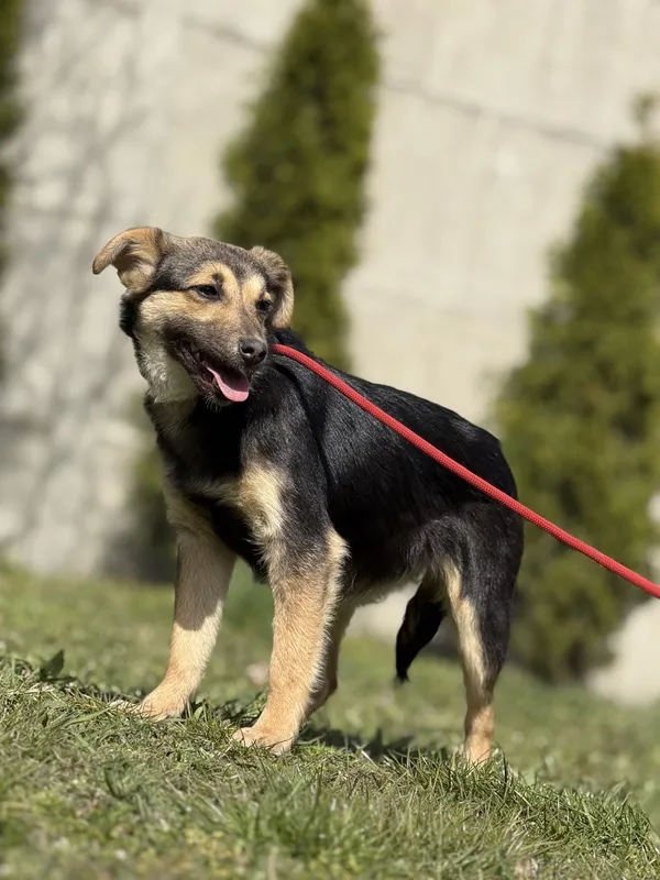 Pies do adopcji, Pieczyska, 23 kwietnia 2025 (2/5)