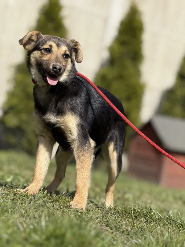 Pies do adopcji, Pieczyska, 23 kwietnia 2025 (3/5)