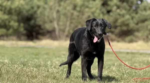 Pies do adopcji, Pieczyska, 23 kwietnia 2025 (1/5)