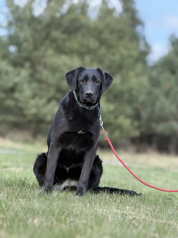 Pies do adopcji, Pieczyska, 23 kwietnia 2025 (2/5)