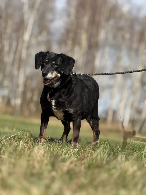 Pies do adopcji, Pieczyska, 23 kwietnia 2025 (2/5)