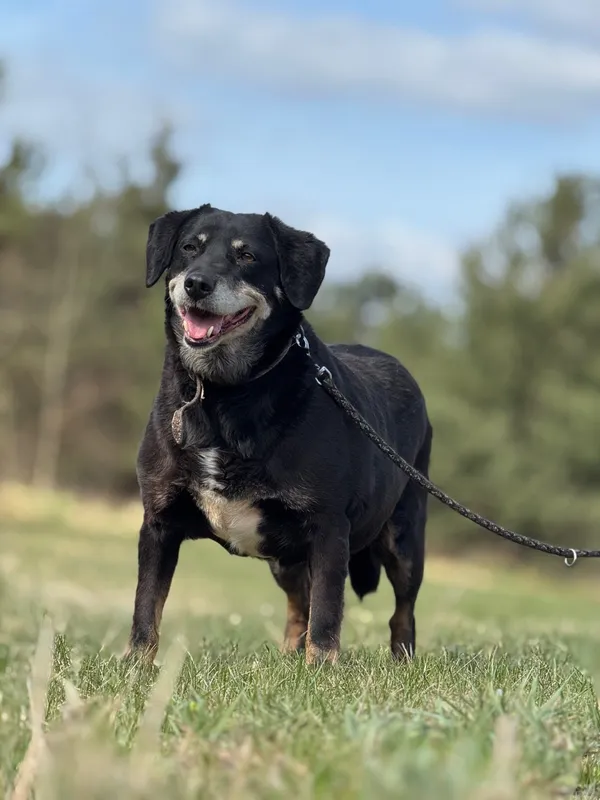 Pies do adopcji, Pieczyska, 23 kwietnia 2025 (3/5)