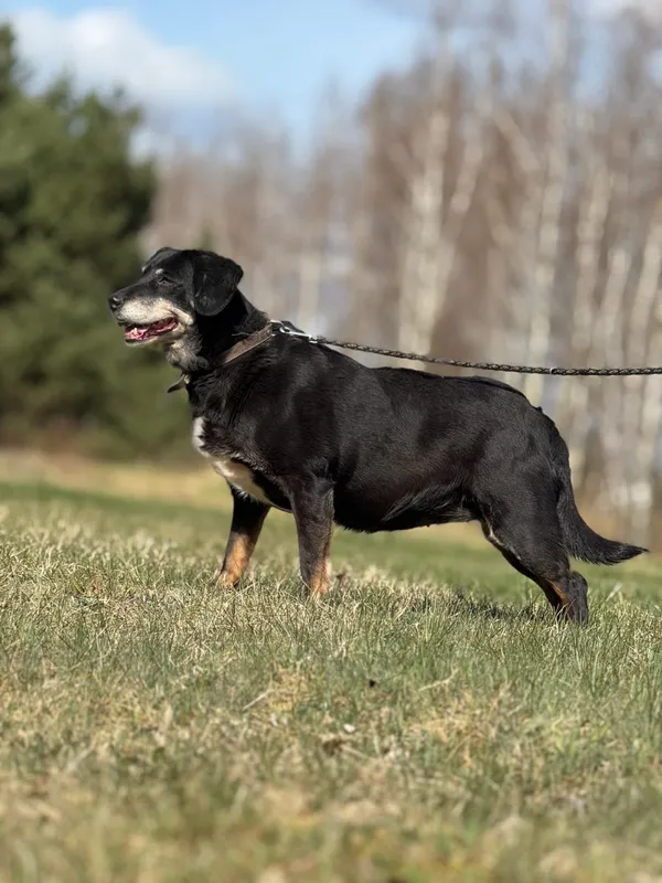 Pies do adopcji, Pieczyska, 23 kwietnia 2025 (4/5)