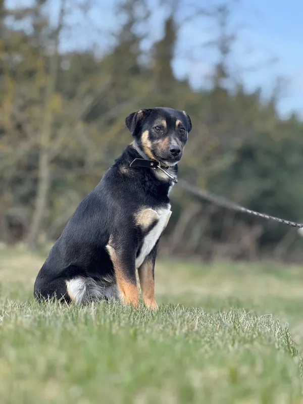 Pies do adopcji, Pieczyska, 23 kwietnia 2025 (5/5)