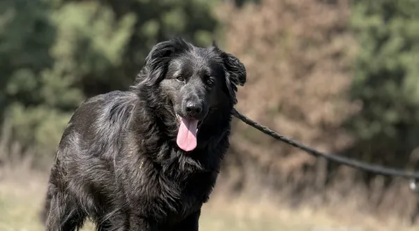 Pies do adopcji, Pieczyska, 23 kwietnia 2025 (1/5)