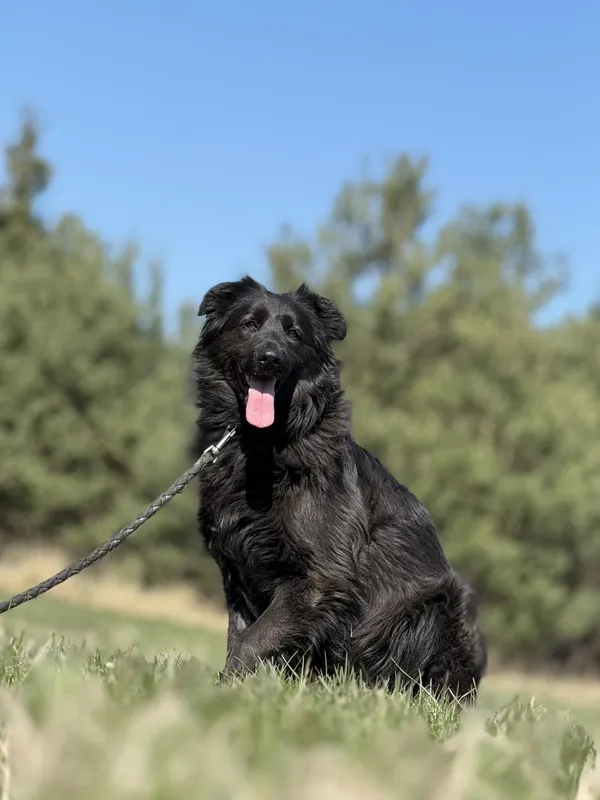 Pies do adopcji, Pieczyska, 23 kwietnia 2025 (2/5)