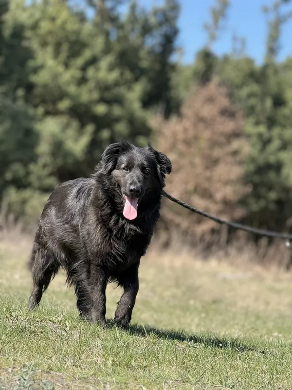 Pies do adopcji, Pieczyska, 23 kwietnia 2025 (3/5)