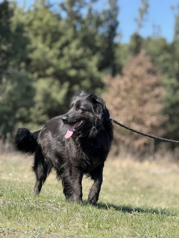 Pies do adopcji, Pieczyska, 23 kwietnia 2025 (5/5)