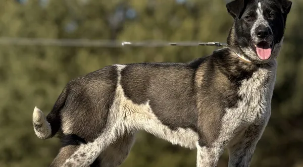 Pies do adopcji, Pieczyska, 23 kwietnia 2025 (1/5)