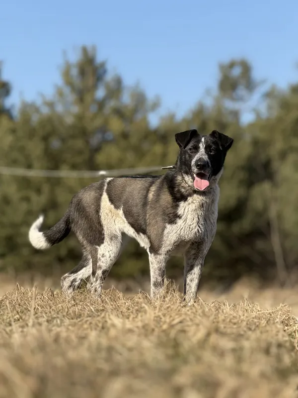 Pies do adopcji, Pieczyska, 23 kwietnia 2025 (2/5)