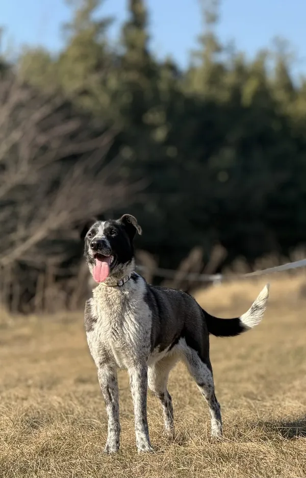 Pies do adopcji, Pieczyska, 23 kwietnia 2025 (3/5)