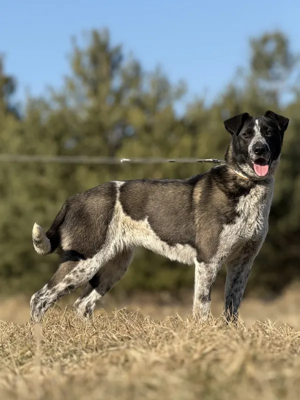 Pies do adopcji, Pieczyska, 23 kwietnia 2025 (4/5)