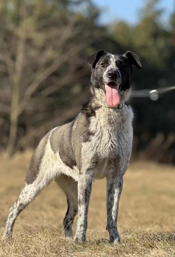 Pies do adopcji, Pieczyska, 23 kwietnia 2025 (5/5)