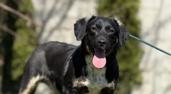 Pies do adopcji, Pieczyska, 23 kwietnia 2025 (1/5)