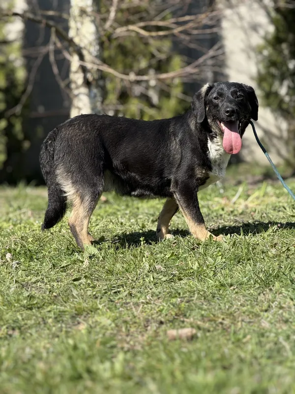 Pies do adopcji, Pieczyska, 23 kwietnia 2025 (4/5)