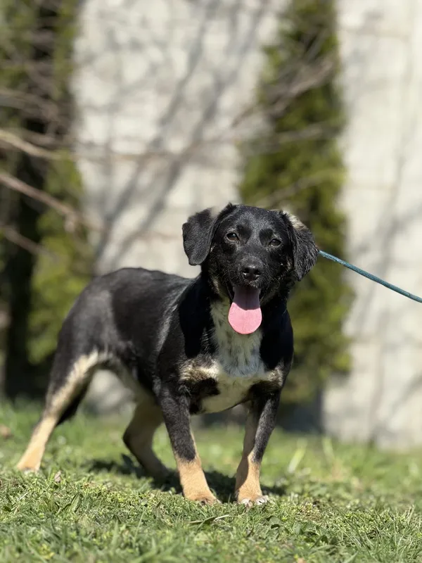 Pies do adopcji, Pieczyska, 23 kwietnia 2025 (5/5)