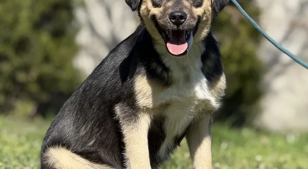 Pies do adopcji, Pieczyska, 23 kwietnia 2025 (1/4)