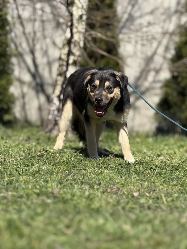 Pies do adopcji, Pieczyska, 23 kwietnia 2025 (2/4)