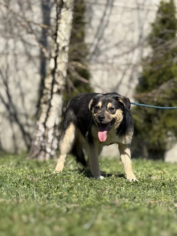 Pies do adopcji, Pieczyska, 23 kwietnia 2025 (3/4)