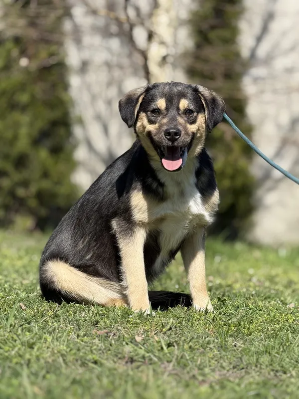 Pies do adopcji, Pieczyska, 23 kwietnia 2025 (4/4)