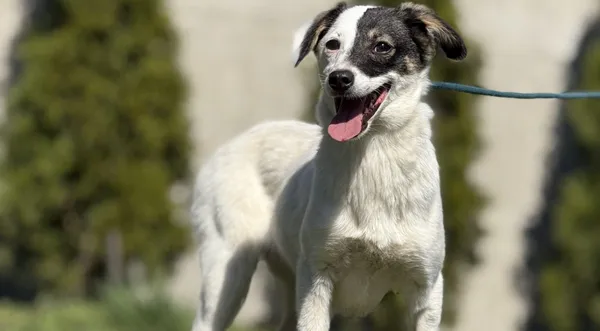 Pies do adopcji, Pieczyska, 23 kwietnia 2025 (1/5)