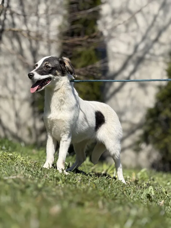 Pies do adopcji, Pieczyska, 23 kwietnia 2025 (3/5)