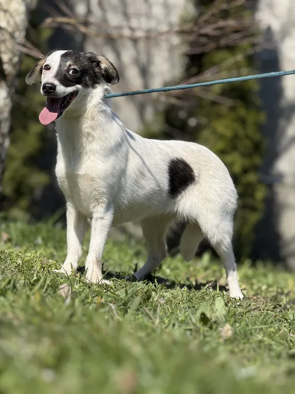 Pies do adopcji, Pieczyska, 23 kwietnia 2025 (4/5)