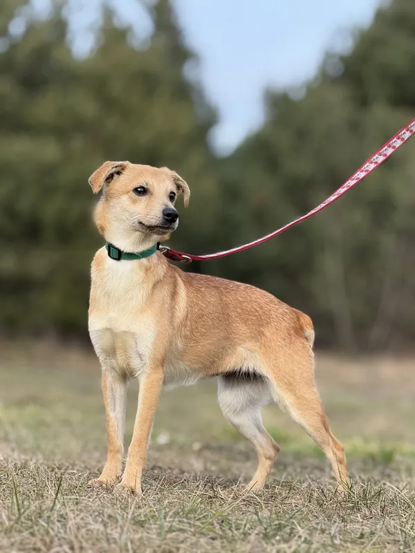 Pies do adopcji, Pieczyska, 23 kwietnia 2025 (2/4)