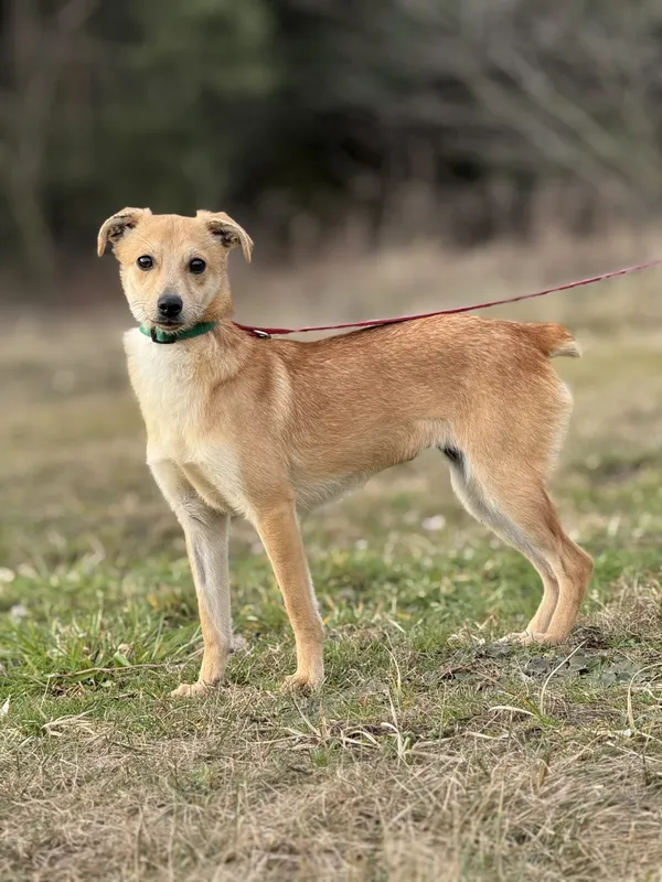 Pies do adopcji, Pieczyska, 23 kwietnia 2025 (3/4)