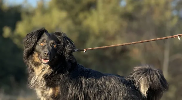 Pies do adopcji, Pieczyska, 23 kwietnia 2025 (1/5)