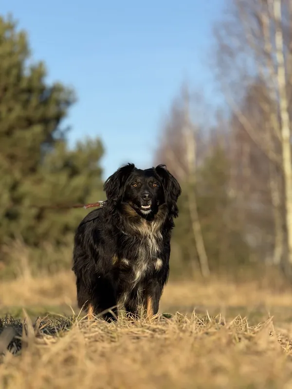 Pies do adopcji, Pieczyska, 23 kwietnia 2025 (5/5)