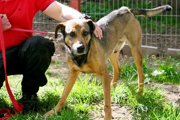 Znaleziono psa, Wałbrzych, 9 kwietnia 2025 (2/2)