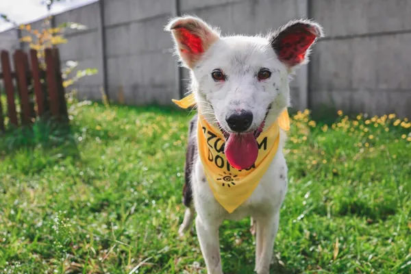 Pies do adopcji, Henrykowo, 25 marca 2025 (3/4)