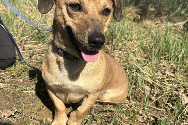 Pies do adopcji, Henrykowo, 16 stycznia 2024 (1/4)