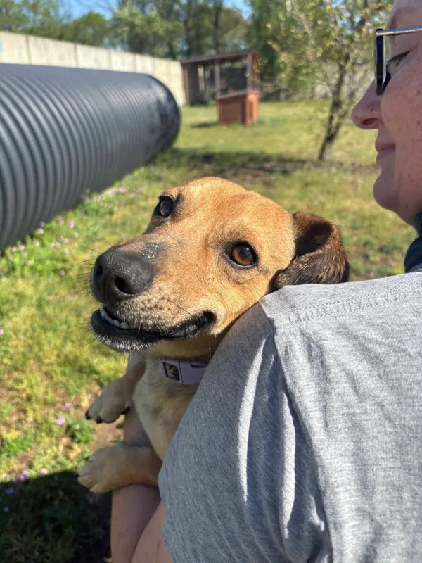 Pies do adopcji, Henrykowo, 16 stycznia 2024 (2/4)