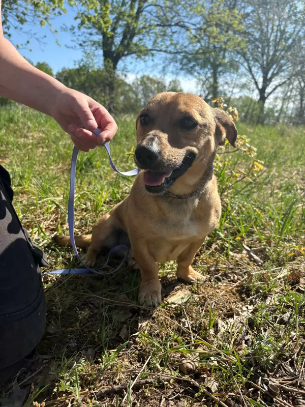 Pies do adopcji, Henrykowo, 16 stycznia 2024 (3/4)