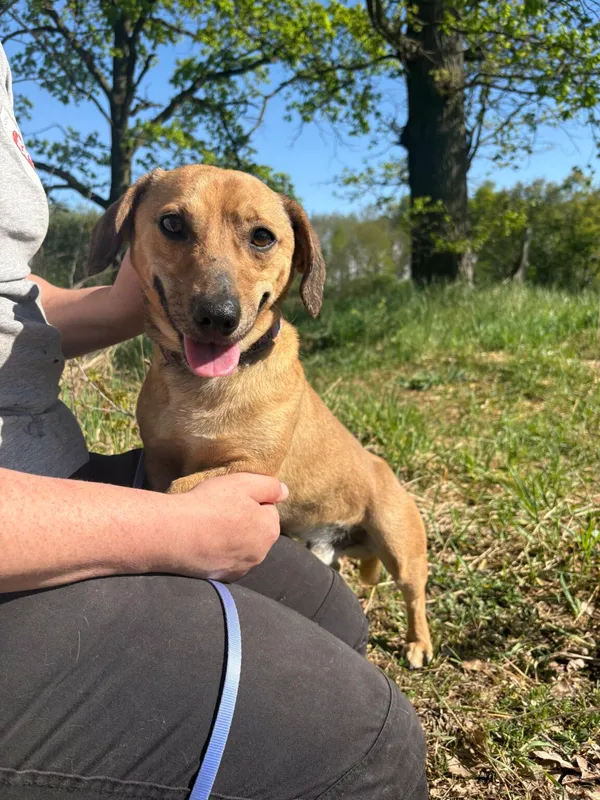 Pies do adopcji, Henrykowo, 16 stycznia 2024 (4/4)