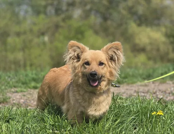 Pies do adopcji, Gorzów Wielkopolski, 22 kwietnia 2025