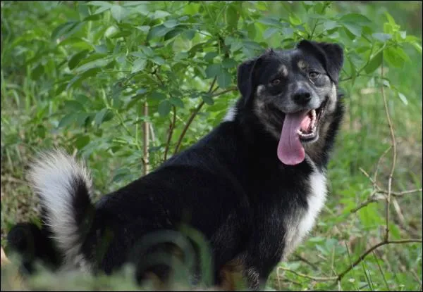 Znaleziono psa, Grudziądz, 6 lutego 2024