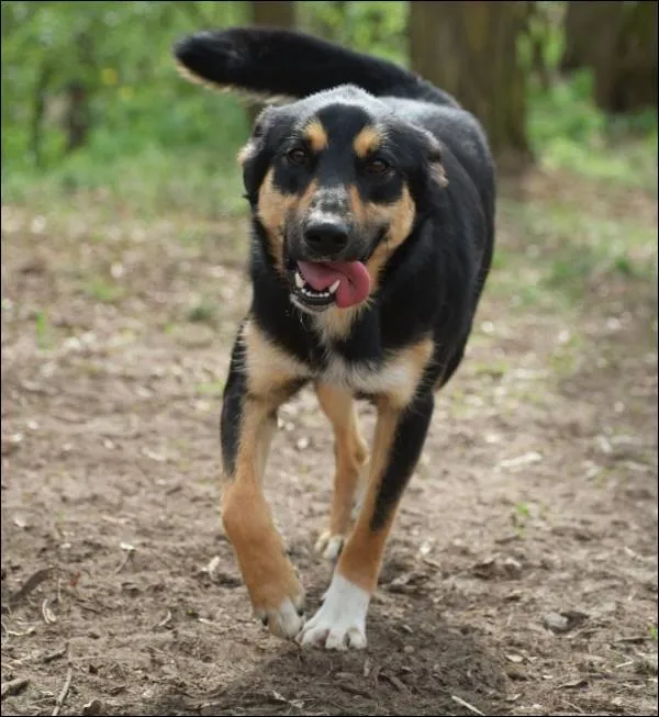 Znaleziono psa, Grudziądz, 6 lutego 2024