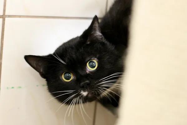 Znaleziono kota, Wałbrzych, 4 kwietnia 2025