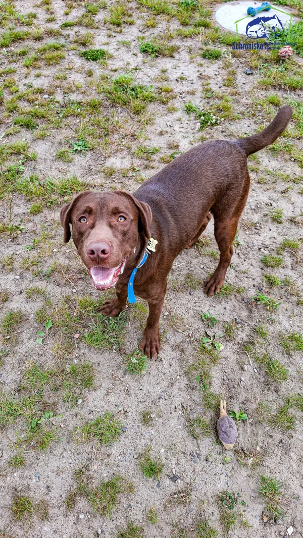 Znaleziono psa, Szczecin, 23 kwietnia 2025 (1/2)