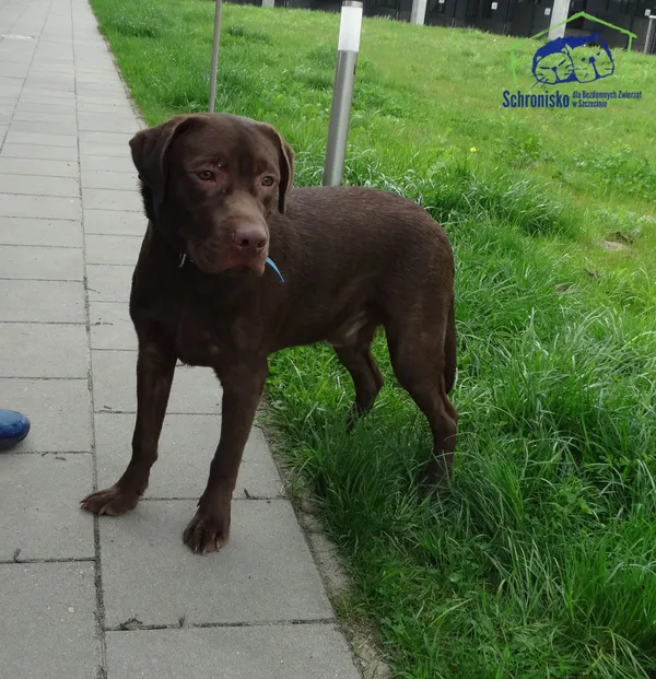 Znaleziono psa, Szczecin, 23 kwietnia 2025 (2/2)