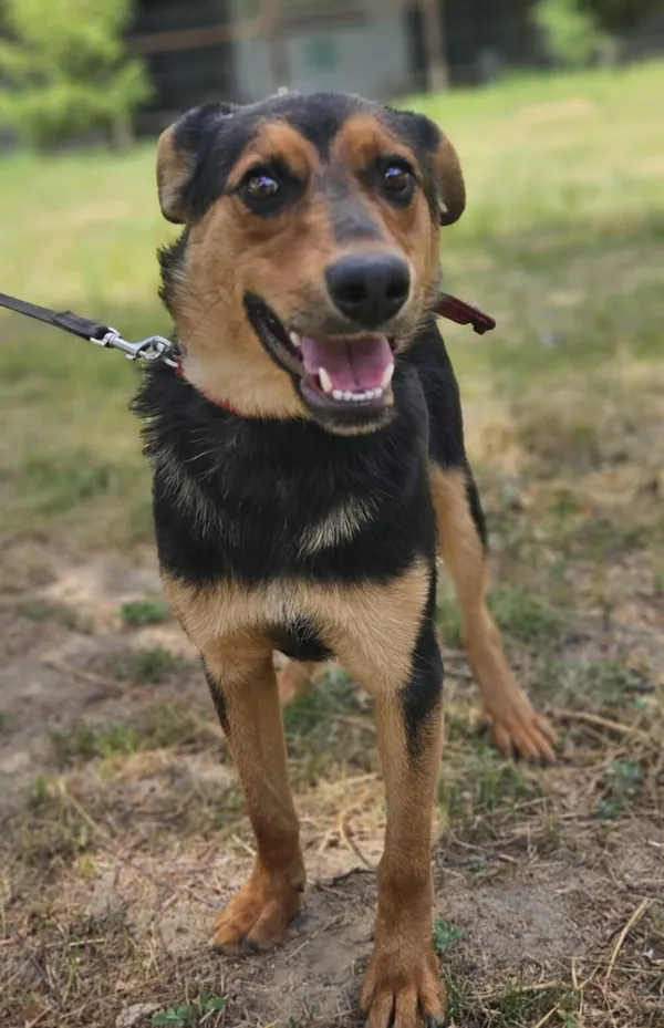 Pies do adopcji, Zgierz, 23 kwietnia 2025 (2/5)