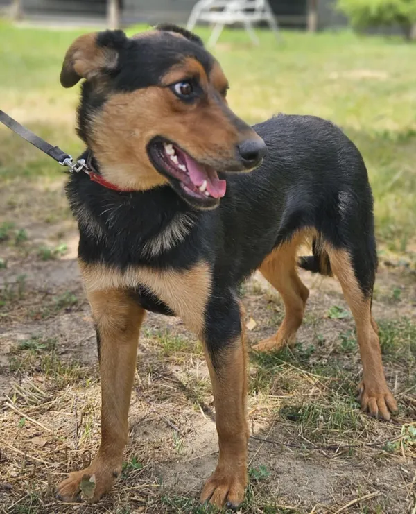 Pies do adopcji, Zgierz, 23 kwietnia 2025 (3/5)